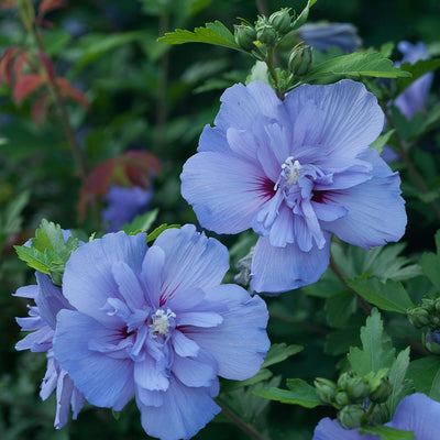 Proven Winners® Shrub Plants|Hibiscus - Blue Chiffon Rose of Sharon 1