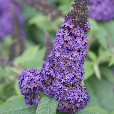 Proven Winners® Shrub Plants|Buddleia - Pugster Blue Butterfly Bush 1