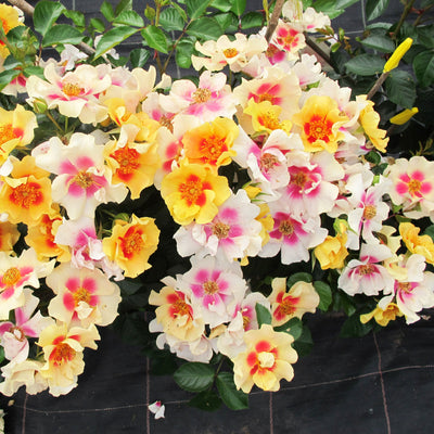 Proven Winners® Shrub Plants|Rosa - Ringo Rose 1