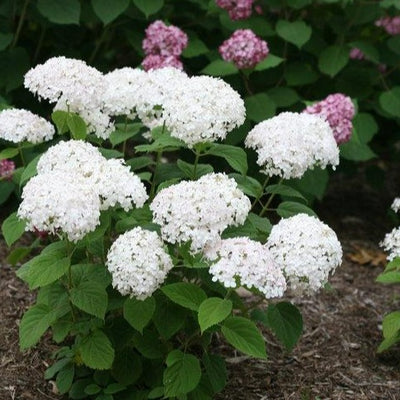 Shrub Plants|Arborescens - Invincibelle Wee White Smooth Hydrangea 2