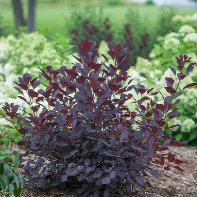 Proven Winners® Shrub Plants|Cotinus - Winecraft Black Smokebush 1