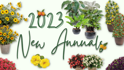 2023 Annuals New to Proven Winners Direct™