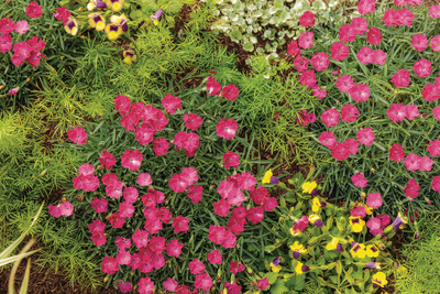 Tips for Maintaining Perennial Plants