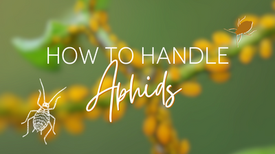 How to Handle Aphids